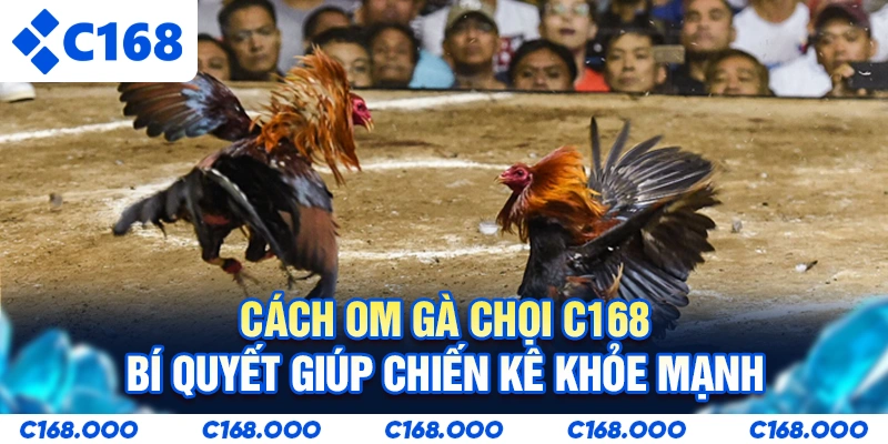 Cách Om Gà Chọi C168 - Bí Quyết Giúp Chiến Kê Khỏe Mạnh