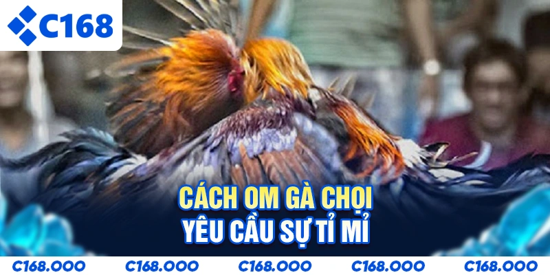 Cách om gà chọi yêu cầu sự tỉ mỉ