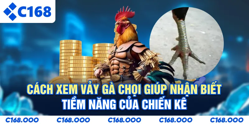 Cách xem vảy gà chọi giúp nhận biết tiềm năng của chiến kê