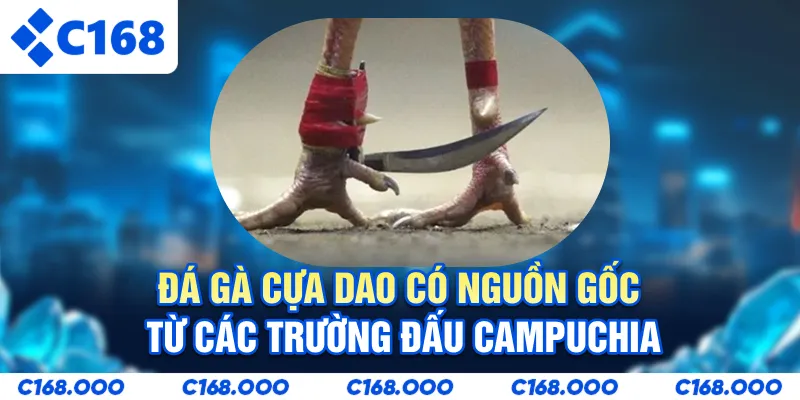 Đá gà cựa dao có nguồn gốc từ các trường đấu Campuchia