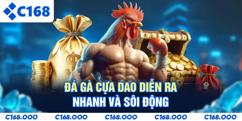 Đá gà cựa dao diễn ra nhanh và sôi động