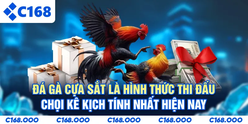 Đá gà cựa sắt là hình thức thi đấu chọi kê kịch tính nhất hiện nay