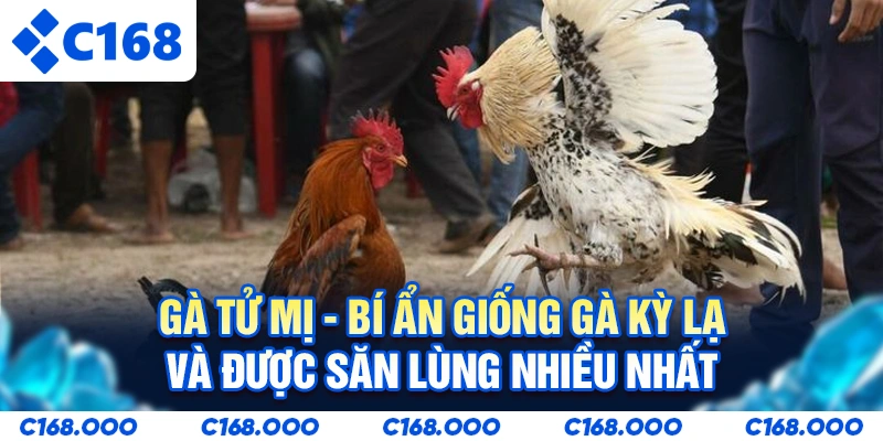 Gà Tử Mị - Bí Ẩn Giống Gà Kỳ Lạ Và Được Săn Lùng Nhiều Nhất