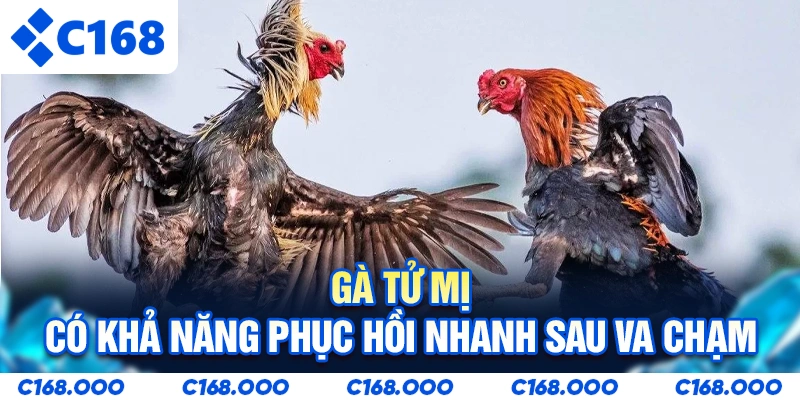 Gà tử mị có khả năng phục hồi nhanh sau va chạm