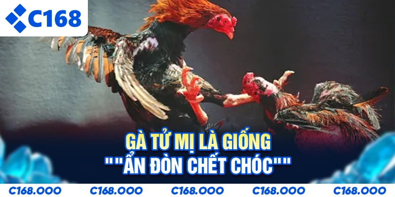 Gà Tử Mị là giống "ẩn đòn chết chóc"