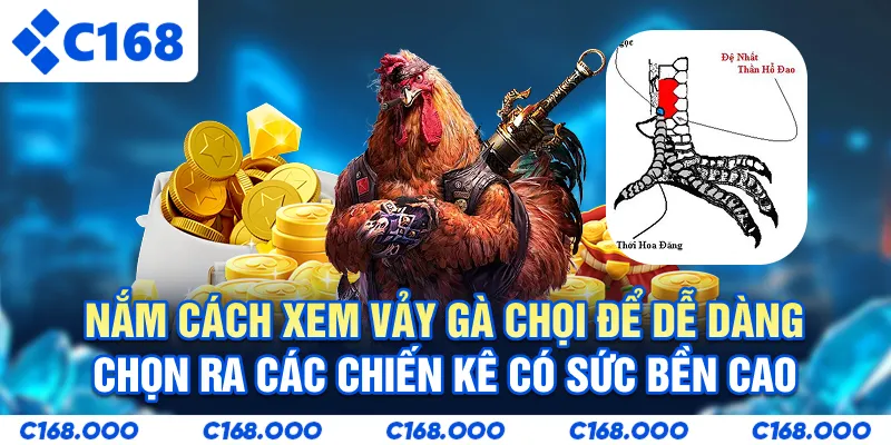 Nắm cách xem vảy gà chọi để dễ dàng chọn ra các chiến kê có sức bền cao