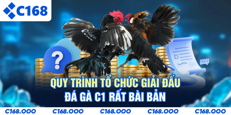Quy trình tổ chức giải đấu đá gà C1 rất bài bản