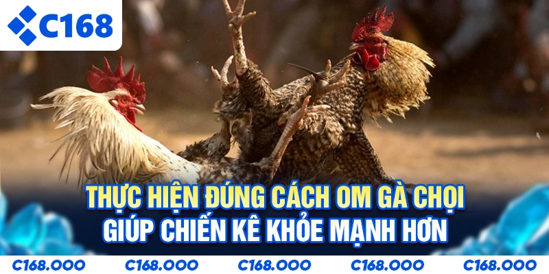 Thực hiện đúng cách om gà chọi giúp chiến kê khỏe mạnh hơn