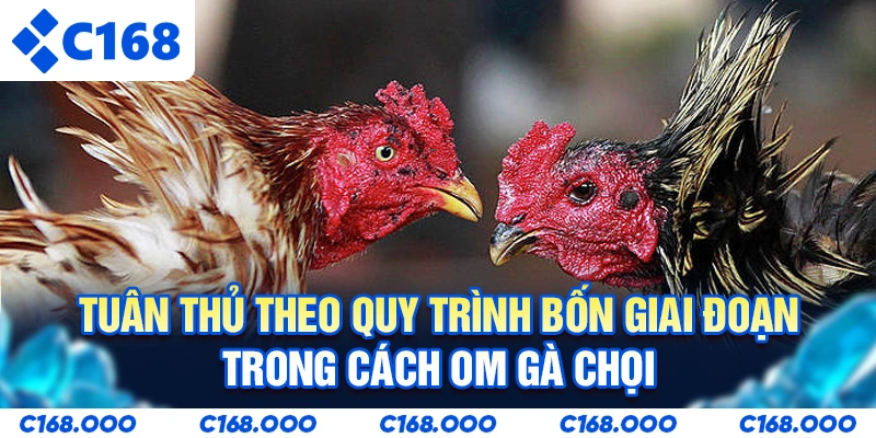 Tuân thủ theo quy trình bốn giai đoạn trong cách om gà chọi